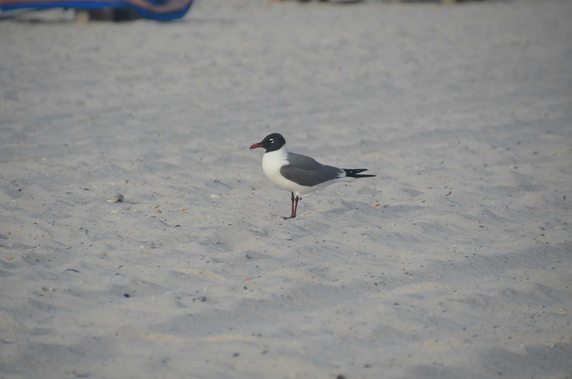 The perfect beach for people and birds!