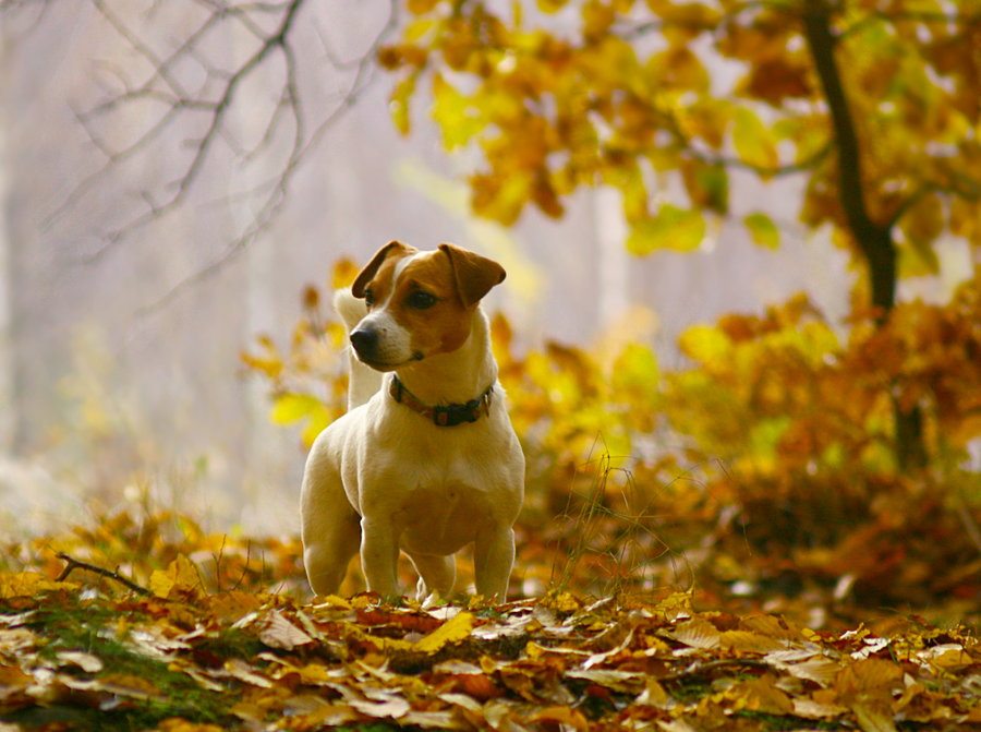 Pet Friendly Properties | Dog Pet Friendly Properties