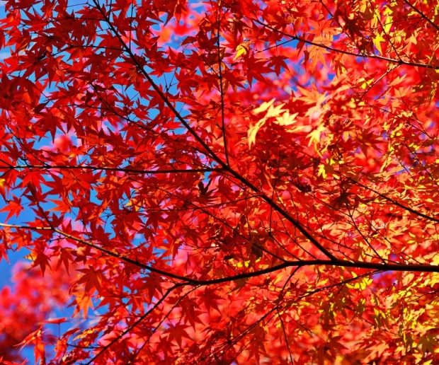 Fall foliage leaves and branches