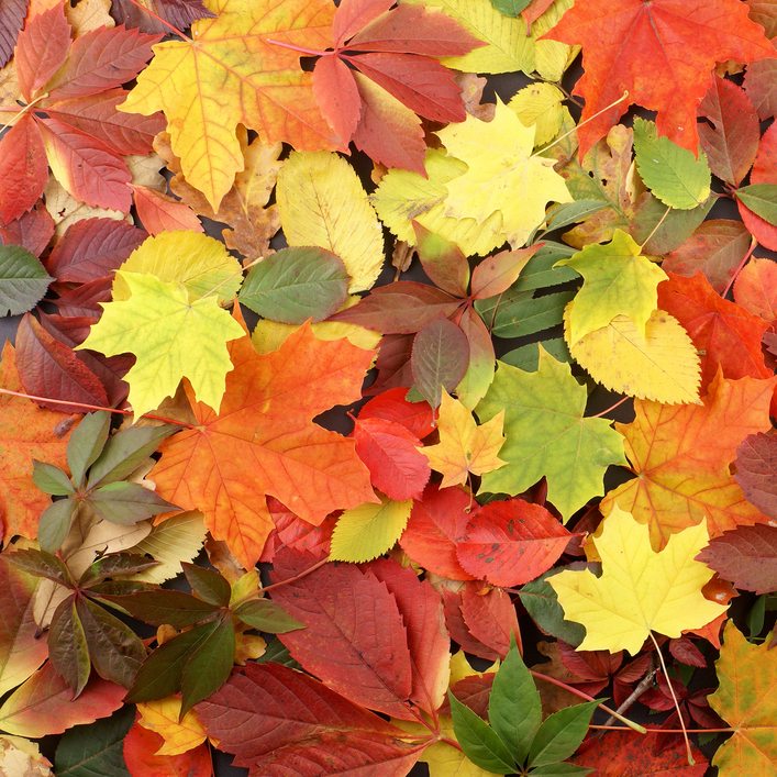 Colorful background of fallen autumn leaves