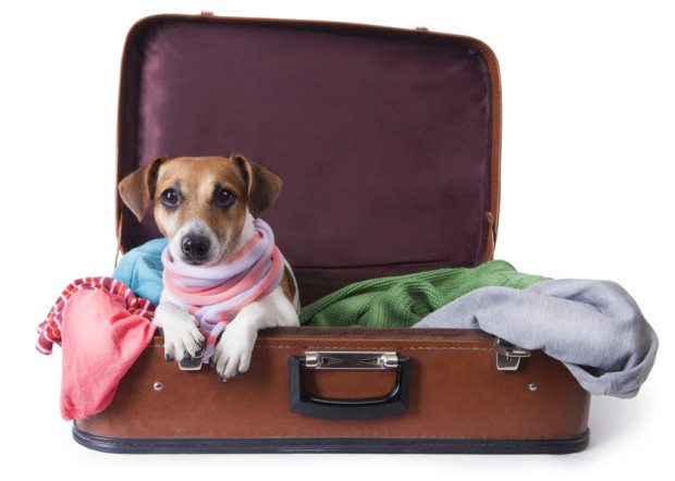 dog in a suitcase