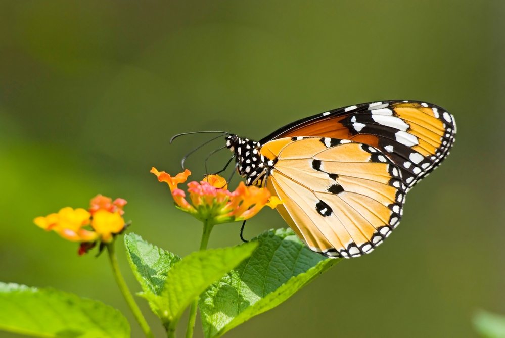 beautiful butterfly close up