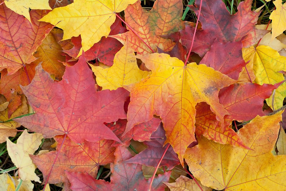 fall foliage close up