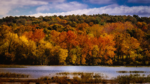 Autumn trees near a river