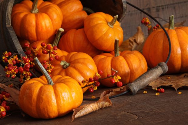Small pumpkins tumbling out of wood bucket