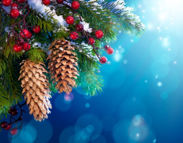 Branch of snowy Christmas tree on blue background