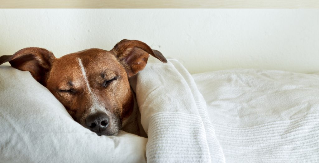 dog asleep in bed, beneath covers