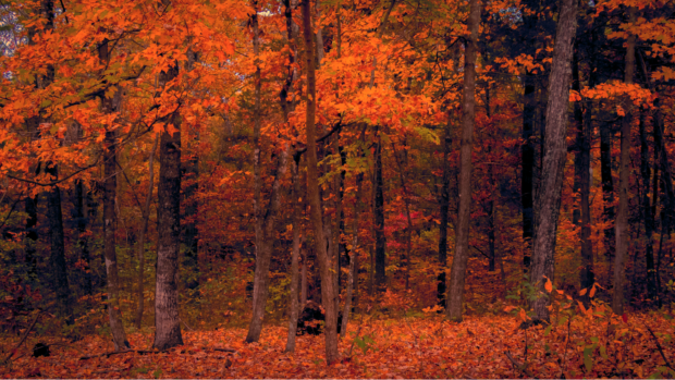 Forest trees in autumn