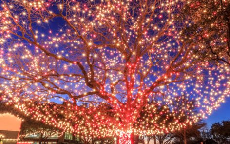 A tree lite up for Christmas. One of the many things to do in Branson at Christmas.